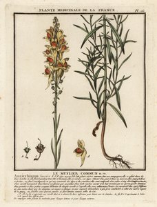 Tavallinen rupikonna, Linaria vulgaris. tekijältä Unbekannter Künstler