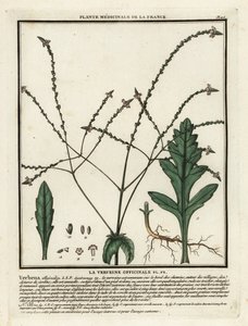 Tavallinen vervain, Verbena officinalis. tekijältä Unbekannter Künstler