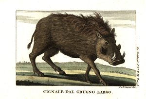 Phacochoerus africanus. Francois Le Vaillant (Levaillant). tekijältä Unbekannter Künstler