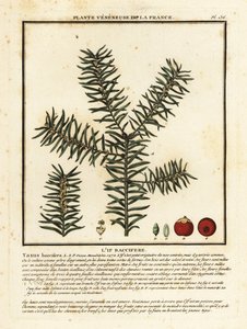Tavallinen marjakuusi tai englantilainen marjakuusi, Taxus baccata. tekijältä Unbekannter Künstler