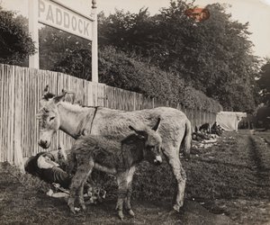 Kahden aasin yhdistelmä, n. 1909 tekijältä Unbekannt
