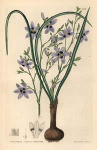 Conanthere - Conanthera trimaculata (Kolmipistekummingia, Cummingia trimaculata). Weddellin käsin tekemä kuparikaiverrus Edwin Dalton Smithin mukaan, John Lindleyn ja Robert Sweetin teoksesta Ornamental Flower Garden and Shrubbery, G. Willis, Lontoo. tekijältä Unbekannter Künstler