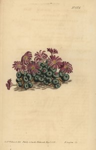 Conophytum punkki (pieni viikuna-kehäkukka, Mesembryanthemum minutum) tekijältä Unbekannt