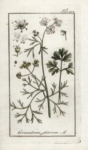 Korianteri (Coriandrum sativum). Litografia Johannes Zornin (1739-1799) teoksesta "Afbeelding der Artseny-Gewassen", Alankomaat. tekijältä Unbekannter Künstler