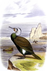 Merimetso, noin 1850 (litografia ) tekijältä Unbekannter Künstler