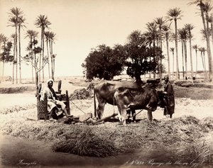 Maissinkorjuu Egyptissä. tekijältä Unbekannter Künstler