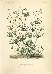 Maissinsieppaus, Spergula arvensis, Peltoparsa tekijältä Unbekannt