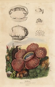 Ruumiililja tai rafflesia, Rafflesia arnoldii tekijältä Unbekannt