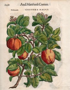 Cotonea Malvs. Pietro Andrea Mattiolin kommenteista (värillinen puupiirros) tekijältä Unbekannt