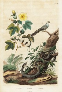 Puuvilla-, käki- ja ruohokäärme., 1834-1839 (kaiverrus) tekijältä Unbekannter Künstler