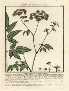 Cowbane, Hemlock virosa. tekijältä Unbekannter Künstler