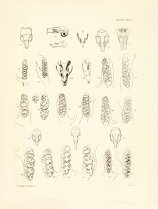 Charles Darwinin Beaglen tutkimusmatkallaan kuvaamia kurkia ja erilaisten jyrsijöiden hampaita. Lautanen teoksesta "The Zoology of the voyage of H.M.S. Beagle under the command of Captain Fitzroy during the years 1832 to 1836 edited and sup tekijältä Unbekannter Künstler