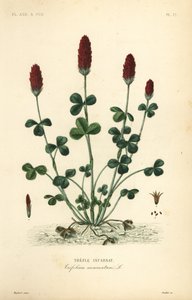 Crimson apila tai italiapila, apila, trefle incarnatus tekijältä Unbekannt