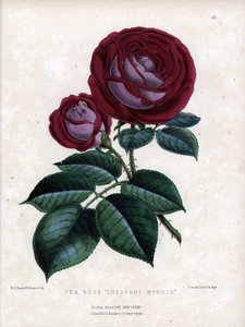 Purppuranpunainen ja violetti. Kasvihuoneessa kasvatettu teehybridi, tyyppi Rose of China. Worthington G. Smithin (1835-1917) litografia, julkaistu Floral Magazine -lehdessä. tekijältä Unbekannter Künstler