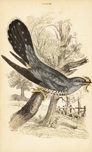 Käki, Cuculus canorus, toukka nokassaan. 1889 (kaiverrus) tekijältä Unbekannter Künstler