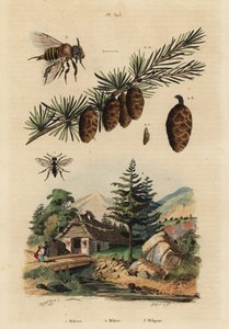 Käkimehiläinen, Melecta albifrons 1, lehtikuusi, Larix decidua 2 ja Stingless Melipona -hunajamehiläinen, Melipona favosa tekijältä Unbekannt