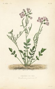 Käkikukka, Cardamine pratensis, Cardamine des pres tekijältä Unbekannt