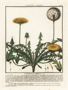 Voikukka, Taraxacum campylodes. tekijältä Unbekannter Künstler