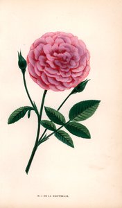 De la Grifferaie -ruusu, Rosa multiflora -risteymä, tuli markkinoille noin vuonna 1846. F. Grobon on piirtänyt ja litografoinut kromolitografian Hippolyte Jamainin ja Eugene Forneyn teoksesta "Les Roses", Pariisi, J. Rothschild. tekijältä Unbekannter Künstler
