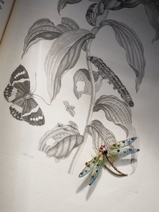 Deborah Devonshiren hyönteis- ja hyönteiskorut Maria Sibylla Merianin Metamorphosis Insectorumin huipulla