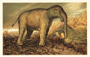 Deinotherium giganteum, nykyajan suuri esihistoriallinen sukulainen 1908 (litografia) tekijältä Unbekannter Künstler