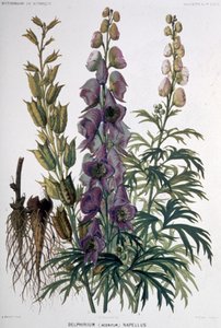 Delphinium Napellus, noin 1850-1900 (litografia). tekijältä Unbekannter Künstler