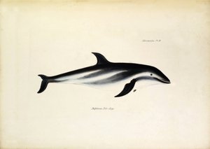 Delphinus Fitz-Royi Musta delfiini tai Fitzroy Beaglen kapteeni Robert Fitzroyn nimen mukaan. Kilpi teoksesta "The zoology of the voyage of H.M.S. Beagle. described by John Gould, with notice of their habits by Charles Darwin". tekijältä Unbekannter Künstler