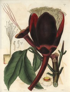 Kuvaus pekaanipuun suuresta tummasuklaisesta kukasta, joka tuottaa syötäviä pähkinöitä, pekaanipähkinöitä. Kasvi on kotoisin Etelä-Amerikasta. Kuvitus: Wiliam Jackson Hooker (1785-1865), brittiläinen kasvitieteilijä ja kirjailija, Glasin yliopiston profess tekijältä Unbekannter Künstler