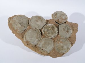 Dinosauruksen munat, löydetty Henanin maakunnasta, Kiinasta, yläliitukaudelta (kuva) tekijältä Unbekannt