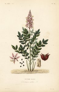 Dittany, Dictamnus valkoinen, Dictame tekijältä Unbekannt