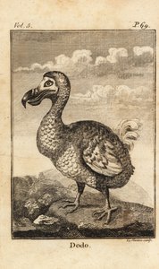 Dodo, Raphus cucullatus, sukupuuttoon kuollut lintu tekijältä Unbekannt