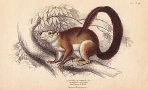 Duvaucels-orava, Sciurus hypoleucus. Intialainen jättiläisorava Wied-Neuwiedin museon Prince Maximilianin museossa olevasta yksilöstä. Lizarsin käsin väritetty teräskaiverrus Charles Hamilton Smithin kuvituksen mukaan William Jardinen Naturalist