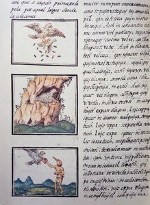Eagles, sivu Firenzen Codexista, kaksikielinen versio espanjaksi ja nahuatliksi, espanjalaisen lähetyssaarnaajan Fray Bernardino de Sahagunin (1499-1590) Uuden Espanjan asioiden yleinen historia. Atsteekkien sivilisaatio tekijältä William M. Timlin