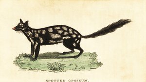 Itäinen quoll, Dasyurus pesukarhu. ,1800 (kaiverrus) tekijältä Unbekannter Künstler