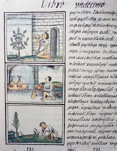 Syötävät kasvit, sivu Firenzen Codexin kirjasta XI, kaksikielinen versio espanjaksi ja nahuatl, General History of the Things of New Spain, espanjalainen lähetyssaarnaaja Fray Bernardino de Sahagun (1499-1590). Atsteekkien sivilisaatio tekijältä William M. Timlin