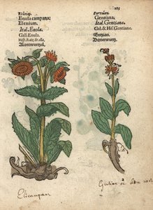 Elecampane, Inula helenium ja gentianlajit. Käsinväritetty puupiirroskuva kasvitieteellisestä kuvituksesta Adam Lonicerin teoksesta Krauterbuch, or Herbal, Frankfurt. tekijältä Unbekannter Künstler