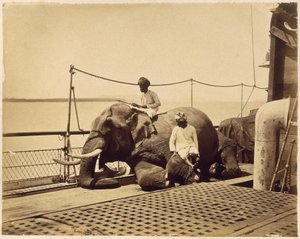 Elefantti laivan kannella, Penang, Malaya tekijältä Unbekannt