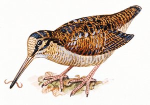 Euraasian metsäkurkko, Scopolax rusticola tekijältä Unbekannt