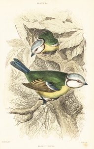 Euraasian sinitiainen, Cyanistes caeruleus.1889 (kaiverrus) tekijältä Unbekannter Künstler