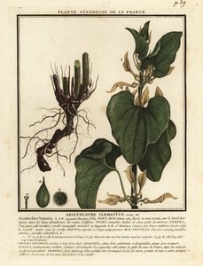 Eurooppalainen synnyinjuuri, Aristolochia clematitis. tekijältä Unbekannter Künstler