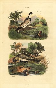 euroopan kultatoppa, Pluvialis apricaria ja rengastoppa, Charadrius hiaticula tekijältä Unbekannt