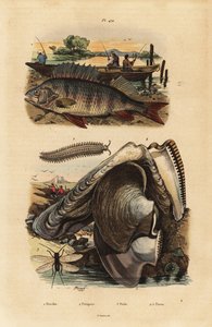 Ahven, Perca fluviatilis 1, samettimato, Peripatus iuliformis 2, naaras, Perla marginata 3 ja helmiosteri, Isognomon isognomum 4. Perche, Peripate, Perle, Perne tekijältä Unbekannt