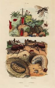 Euroopan sarvikuoriainen, Oryctes nasicornis, pupa ja toukat, eurooppalainen orchard-mehiläinen, Osmia cornuta ja pesä tekijältä Unbekannt