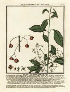 Euroopan kara, Euonymus europaeus. tekijältä Unbekannter Künstler