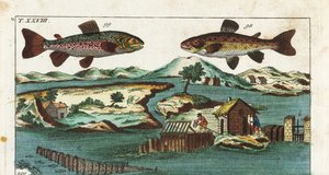Eurooppalainen taimen - Kalastustekniikka, jossa käytetään keinotekoisia koskia kalojen pyydystämiseen - Meritaimen, Salmo trutta trutta 98, nieriä, Salvelinus alpinus alpinus 99, ja kalastusmenetelmät, joissa käytetään keinotekoisia koskia joessa lohien p tekijältä Unbekannter Künstler
