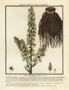 Euroopan valkoinen hellebore, Veratrum albumi. tekijältä Unbekannter Künstler