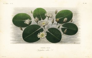 Valkoinen lumpeen, Nymphaea alba, Nymphea blanc tekijältä Unbekannt