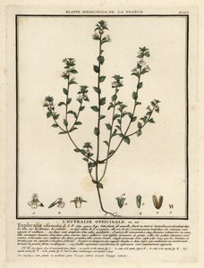 Eyebright, Euphrasia rostkoviana. tekijältä Unbekannter Künstler