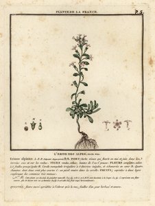 Dedalera de fades, Erinus alpinus. finlandès tekijältä Unbekannter Künstler