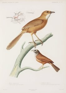 Fairywren ja kotisirkku, Algeria tekijältä Unbekannter Künstler